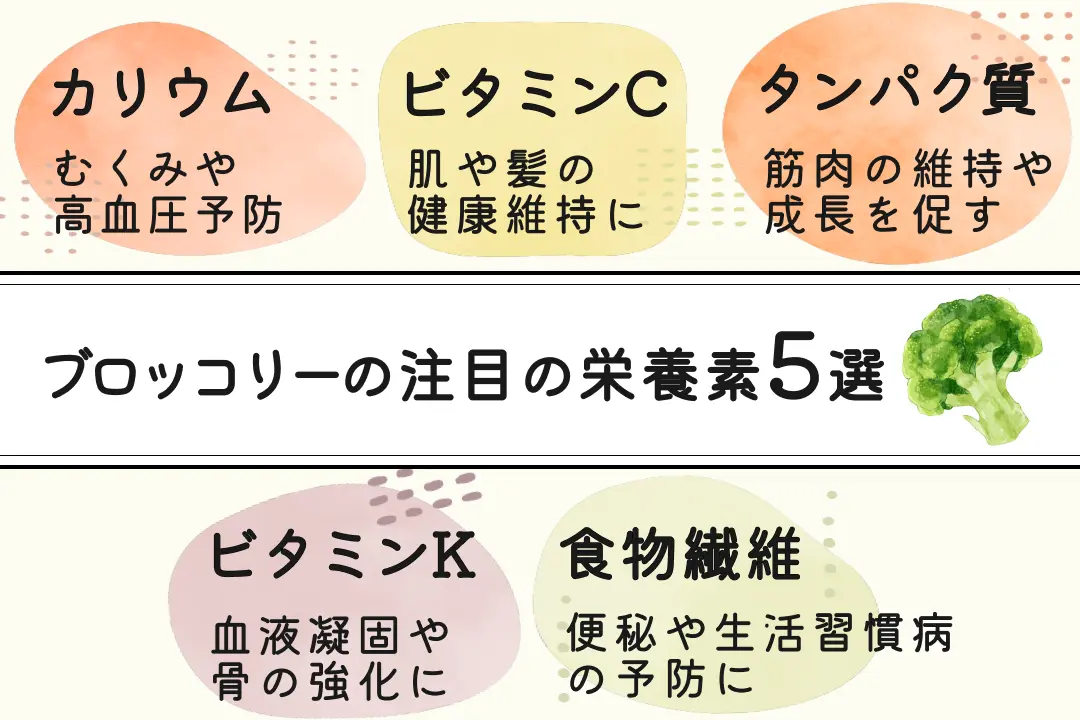 https://images.microcms-assets.io/assets/ecfd0ab9344a4649a74c9e61226041eb/ebb22ae6461f4daabbffe95d0a8de705/broccoli-nutrients1.webp